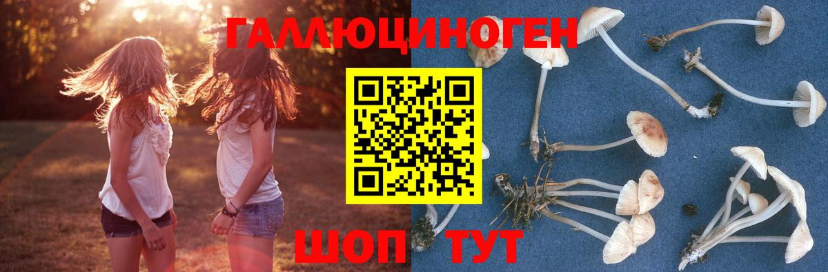 Галлюциногенные грибы Psilocybine cubensis Добрянка